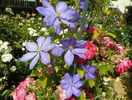 Mrs Chalmondeley