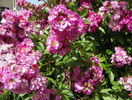 Perennial Blue