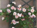 Albertine