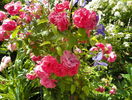 Rosarium Uetersen