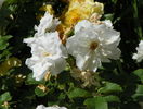 White Roadrunner
