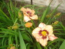 hemerocallis