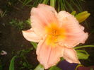 hemerocallis