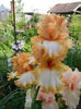 Orange titan-20 nina,prima inflorire 2017,ok