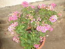 lantana