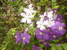 clematis
