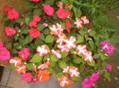 impatiens