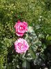 20160618_104929