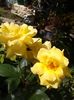 20160618_105107