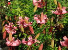 DSC08107