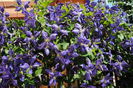 clematis Tie Dye