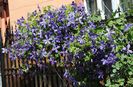clematis Tie Dye