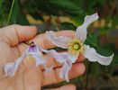 Clematis Hanajima