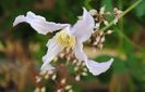 Clematis Hanajima