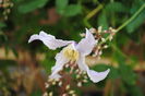 Clematis Hanajima