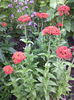 Lychnis calcedonica