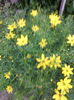 Coreopsis verticilata zagreb