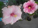 DSCN0905