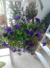 PETUNIA