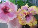 DSCN0924