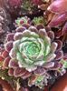 Sempervivum