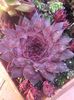 Sempervivum