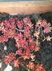 Sedum Album Red Ice