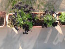 PETUNIA "BLACK MAMBA"