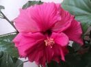 floare Classic Rosa