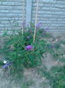 PLANTA FLUTURE "BUDDLEIA"