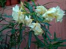 IMG_20160622_121604