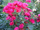 DSC02879