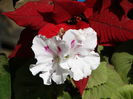 DSC08057