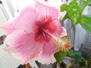 DSCN0932