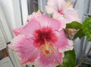 DSCN0937