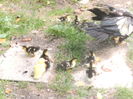 DSCF9064