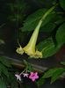 DSCN0668