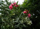 DSCN0692