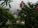 DSCN0693