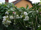 DSCN0701