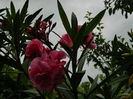 DSCN0705