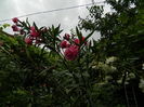 DSCN0706