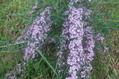 SAM_0613