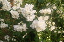 SAM_0586