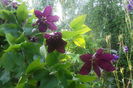 SAM_0564