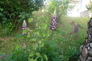 SAM_0562