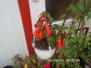 SAM_0487