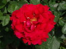 DSC07901