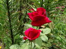 DSC07867