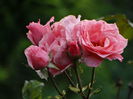 DSC08041